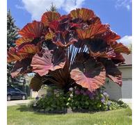 HGJKYTFCDG Rhizomes à l'oreille d'éléphant - Acheter Alocasie - Variétés résistantes au gel pour jardin tropical et balcon lumineux - 4racines-D