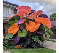 HGJKYTFCDG Rhizomes à l'oreille d'éléphant - Acheter Alocasie - Variétés résistantes au gel pour jardin tropical et balcon lumineux - 10 racines-B