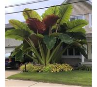 HGJKYTFCDG Rhizomes à l'oreille d'éléphant - Acheter Alocasie - Variétés résistantes au gel pour jardin tropical et balcon lumineux - 2 racines-G