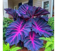 HGJKYTFCDG Rhizomes d'alocasie - Acheter des oreilles d'éléphant - Variétés robustes pour un jardin luxuriant et un grand balcon, facile à cultiver - 2 oignons-G