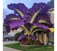 HGJKYTFCDG Rhizomes d'alocasie - Acheter des oreilles d'éléphant - Variétés robustes pour un jardin luxuriant et un grand balcon, facile à cultiver - 10 oignons-X