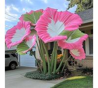 HGJKYTFCDG Rhizomes d'alocasie - Acheter des oreilles d'éléphant - Variétés robustes pour un jardin luxuriant et un grand balcon, facile à cultiver - 10 oignons-H