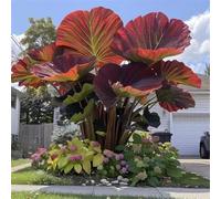 HGJKYTFCDG Rhizomes de Taro - Acheter des Colocasies - Variétés résistantes au gel pour jardin tropical & balcon ombragé - 4 racines - H