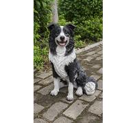 Hi- Line Gift RUNADI 87689 Figurine Border Collie Chien Assis