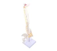 HIAKDOFT Modèle de Colonne Vertébrale Anatomique avec Bassin Modèle de Squelette pour Éducation Médicale et Étude de Du Coccyx Vertèbres