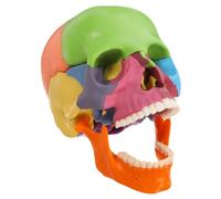 HIAKDOFT Modèle De Crâne Anatomique Coloré Détachable Pour Cours Anatomie Figure Éducative Avec Sections Amovibles Et Codage Couleur