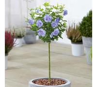 Hibiscus Blue Chiffon Arbre Ornemental en Pot pour Petits Jardins