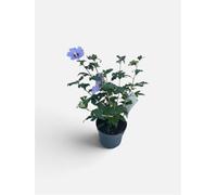 Hibiscus de jardin, Arbuste à althéa, Arbuste à bruyère 40-60 cm - Hibiscus syr. 'Oiseau Bleu' ('blue bird') | 40-60 cm pot
