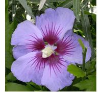 Hibiscus de Syrie Oiseau Bleu - Hibiscus syriacus oiseau bleu 40/60 cm Pot 3L