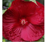 Hibiscus des marais My Valentine