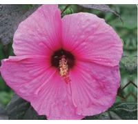 Hibiscus géant décoratif XXL "Royal Gem"® - Hibiscus vivace (Hibiscus moscheutos) à la floraison imposante