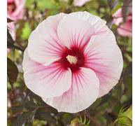 Hibiscus géant XXL Hibiscus moscheutos 'Carousel™ Pink Candy' - aseptisé - floraison XXL