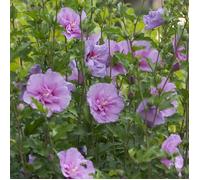 Hibiscus Lavender Chiffon® 'Notwoodone', Althéa