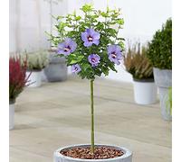 Hibiscus Marina - Rose de Sharon | Arbre caduc en pot pour jardins et patios.