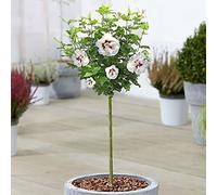 Hibiscus Speciosus - Rose de Sharon | Arbre caduc en pot pour jardins et patios.