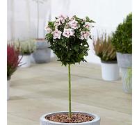 Hibiscus Starburst Chiffon Tree de Gardener's Dream - Arbres ornementaux à feuillage persistant pour jardin, balcon ou terrasse, rustique, 70-80 cm (pot inclus)