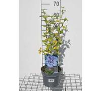 Hibiscus syr. 'Blue Chiffon'® ('notwoodthree') - Ibiza de jardin conteneur 40- 60 cm