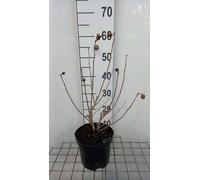 Hibiscus syr. 'Eleonore' - Ibiza de jardin conteneur 40- 60 cm