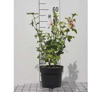 Hibiscus syr. 'Hamabo' - Ibiza de jardin 40- 60 cm Conteneur