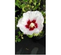 Hibiscus syr. 'Helene' - Althéa 40- 60 cm en pot