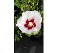 Hibiscus syr. 'Helene' - Ibiza de jardin conteneur 40- 60 cm