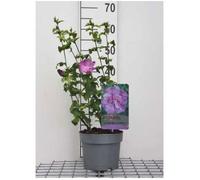 Hibiscus syr. 'Lav. Chiffon'® ( 'notwoodone'®) - Althéa 'Lavender Chiffon' , Ketmie De Syrie 40- 60 cm en pot