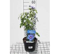 Hibiscus syr. 'Marina' - Althéa, Ketmie De Syrie 40-60 cm en pot