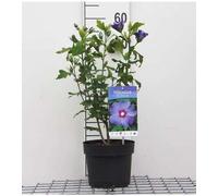Hibiscus syr. 'Oiseau Bleu' ('blue bird') - Ibiza de jardin conteneur 40- 60 cm