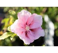 Hibiscus syr. 'Pink Giant'® ( 'flogi'®) - Ibiza de jardin conteneur 40- 60 cm