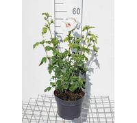 Hibiscus syr. 'Red Heart' - Ibiza de jardin conteneur 40- 60 cm