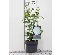 Hibiscus syr. 'White Chiffon'® ( 'notwoodtwo'®) - Ibiza de jardin, Rose vivace 40- 60 cm Conteneur