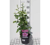 Hibiscus syr. 'Woodbridge' - Ibéris de jardin 40- 60 cm Conteneur