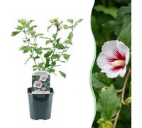 Hibiscus syriacus Hamabo - Arbuste - Fleurs rose clair - Entretien facile - 17cm Hauteur 45cm - Pour emplacement ensoleillé & semi-ombragé - aux papillons