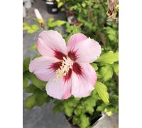 Hibiscus syriacus 'Hamabo' - Ibéris de jardin 40-60 cm Conteneur
