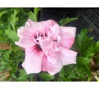 Hibiscus syriacus 'Lady Stanley' - Ibiza de jardin conteneur 40-60 cm