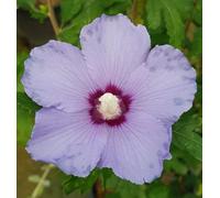 Hibiscus syriacus 'Marina' / Althéa bleu lavande au cœur pourpré/Conteneur de 7 à 10 litres