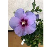 Hibiscus Syriacus 'Oiseau Bleu' - Garteneibian - 40-60 cm conteneur