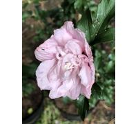 Hibiscus syriacus 'Pink Chiffon' - Ibéris de jardin conteneur 40-60 cm