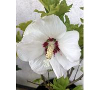 Hibiscus Syriacus 'Red Heart' - Ibiza de jardin 40-60 cm conteneur
