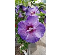 Hibiscus syriacus Ultramarine® II/Althéa bleu lavande au cœur pourpré/Conteneur de 3 à 4 litres