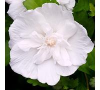 Hibiscus Syriacus White Chiffon | Arbuste à fleurs pour jardin | 20-30cm (pot inclus)