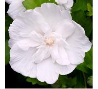 Hibiscus Syriacus White Chiffon | Arbuste à fleurs pour jardin | 20-30cm (pot inclus)