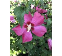 Hibiscus Syriacus 'Woodbridge' - Ibéris de jardin 40-60 cm Conteneur