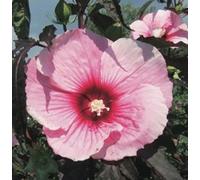 Hibiscus vivace XXL 'Summer Storm' - Hibiscus géant, grandes fleurs, rose-rose avec œil rouge, résistant au froid, floraison permanente, solitaire & en bac (pot inclus)