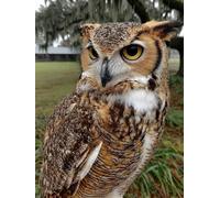 Hibou Diamond Painting, 5D Diamond Painting Adulte Mignon, Peinture Diamant Enfant Kits, DIY Activité Manuelle Adulte, Diamant Point de Croix Kits, Decoration Chambre, Deco Automne, 30x40cm N-6282