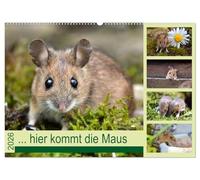 ... hier kommt die Maus ... (Wandkalender 2026 DIN A2 quer), CALVENDO Monatskalender: Zauberhafte Bilder einer kleinen Maus