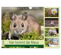 ... hier kommt die Maus ... (Wandkalender 2026 DIN A4 quer), CALVENDO Monatskalender: Zauberhafte Bilder einer kleinen Maus
