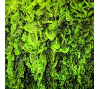 High Places - High Places Vs. Mankind [Import]