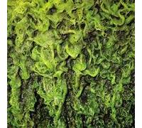High Places - High Places Vs. Mankind [Import]