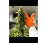 High Stakes: The Secret World of Cannabis in the Philippines